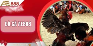 Đá Gà AE888 - Trang Chuyên Cung Cấp Trận Chọi Kê Hấp Dẫn