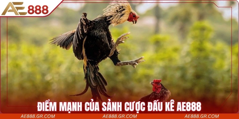 Đá Gà AE888 - Trang Chuyên Cung Cấp Trận Chọi Kê Hấp Dẫn Điểm mạnh của sảnh cược đấu kê AE888