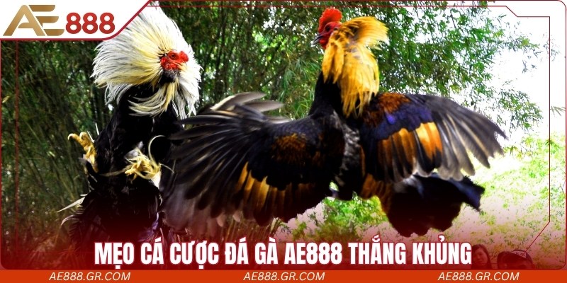 Đá Gà AE888 - Trang Chuyên Cung Cấp Trận Chọi Kê Hấp Dẫn Mẹo cá cược đá gà AE888 thắng khủng