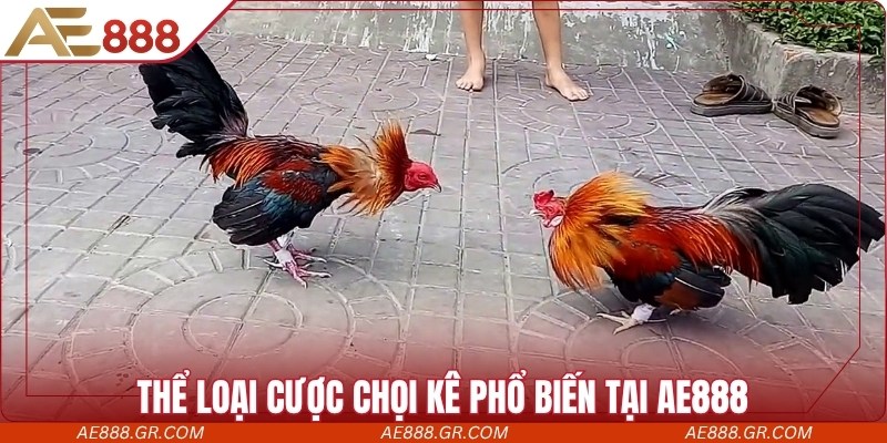 Đá Gà AE888 - Trang Chuyên Cung Cấp Trận Chọi Kê Hấp Dẫn Thể loại cược chọi kê phổ biến tại AE888